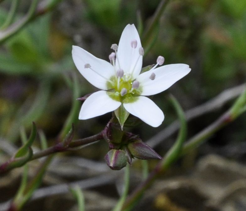 Image of Minuartia recurva specimen.