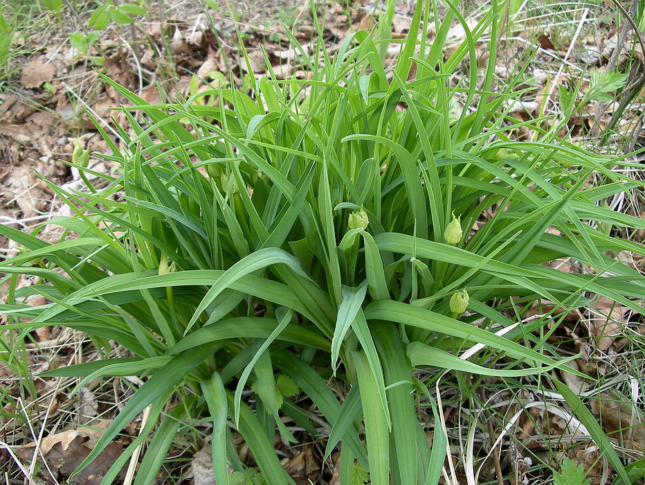 Image of Hemerocallis middendorffii specimen.