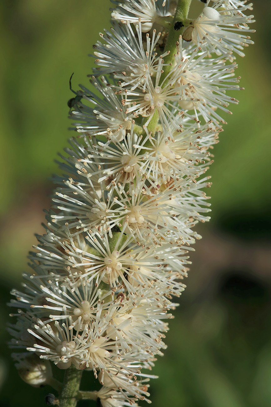 Изображение особи Cimicifuga simplex.