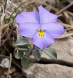 Viola striis-notata