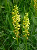 Pedicularis incarnata