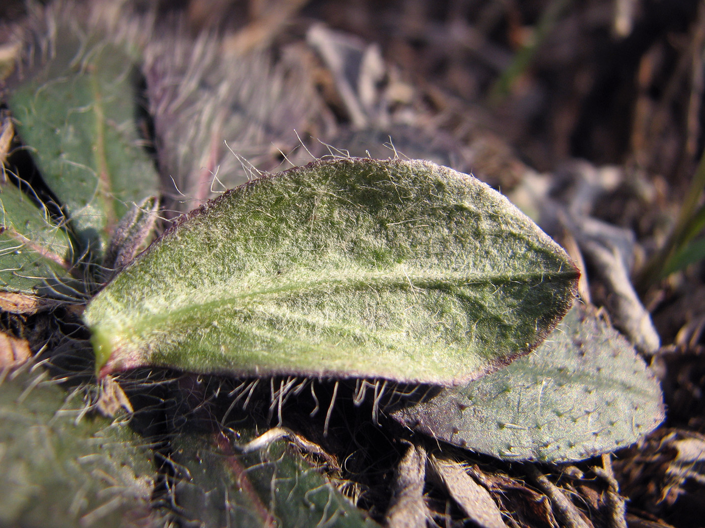 Image of genus Pilosella specimen.