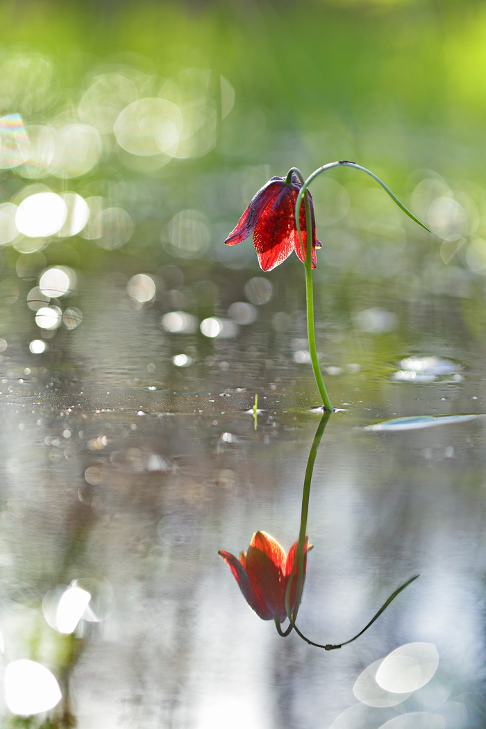 Изображение особи Fritillaria meleagroides.