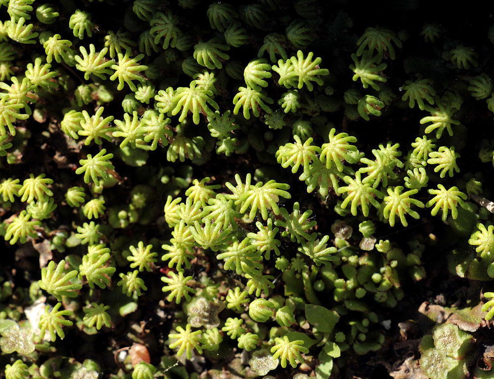 Изображение особи Marchantia polymorpha.