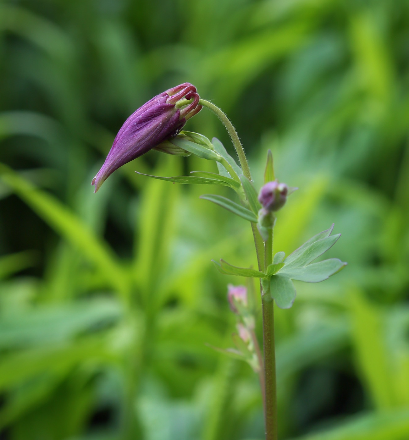 Изображение особи Aquilegia vulgaris.