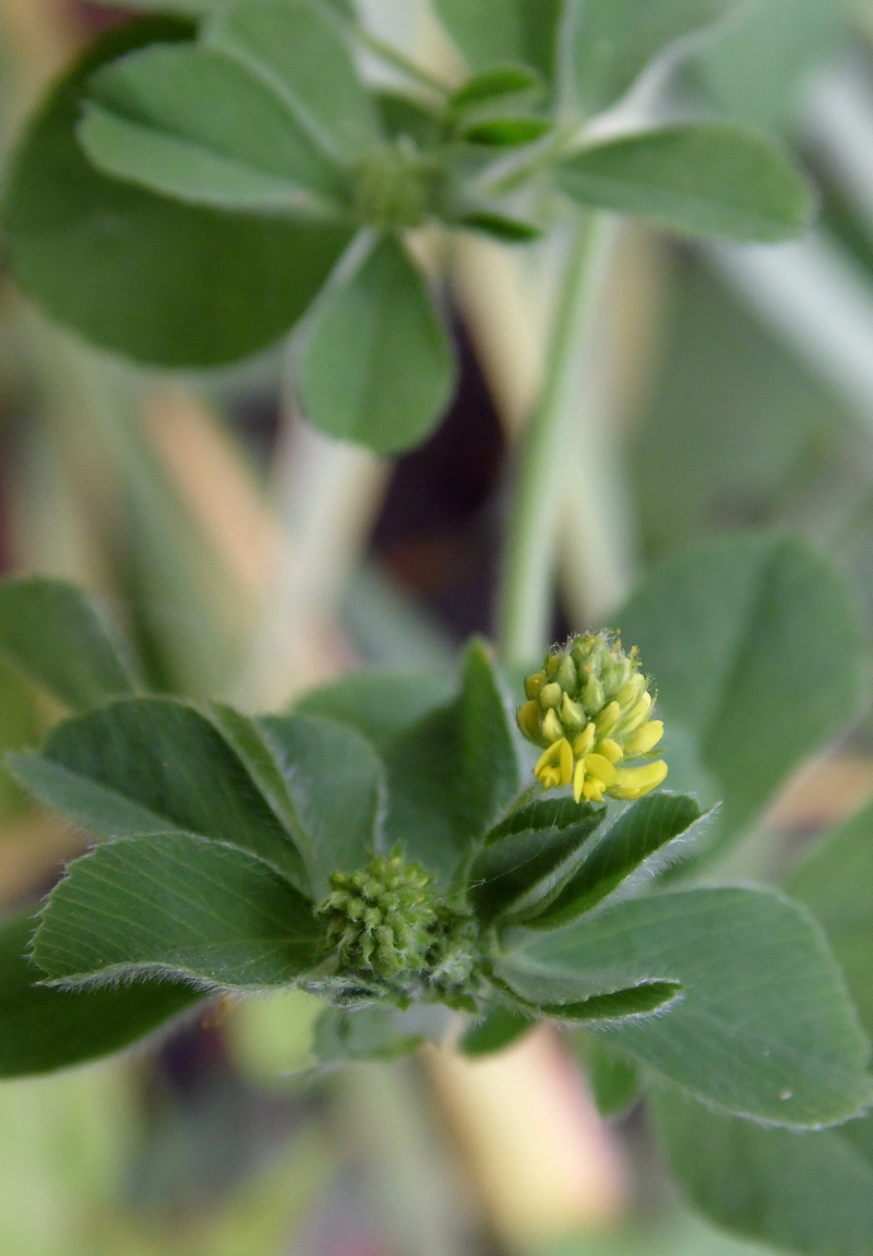 Image of Medicago lupulina specimen.