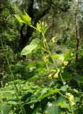 Aristolochia clematitis. Верхушка цветущего побега. Республика Адыгея, Красногвардейский р-н, аул Хатукай, на дамбе в пойменном лесу. 18.06.2017.