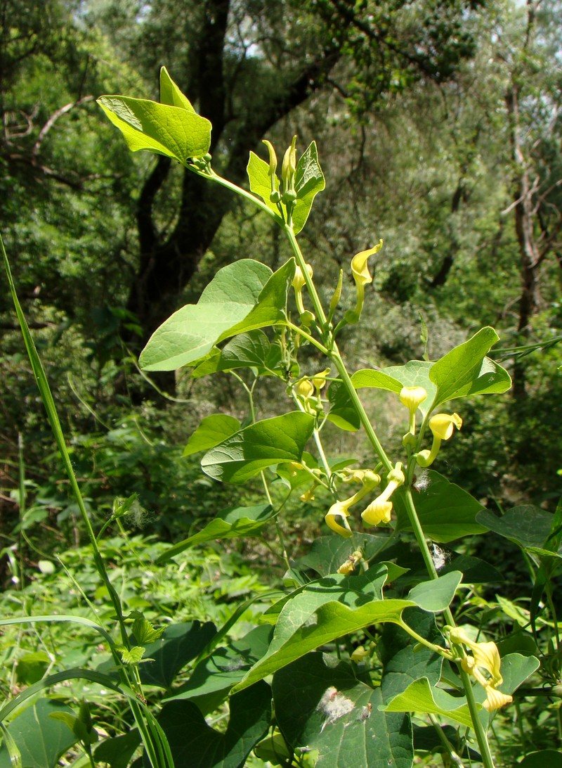 Image of Aristolochia clematitis specimen.