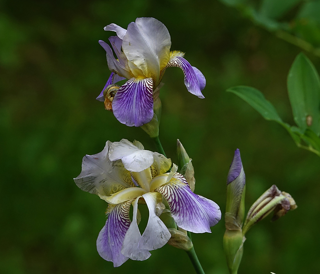 Изображение особи Iris squalens.