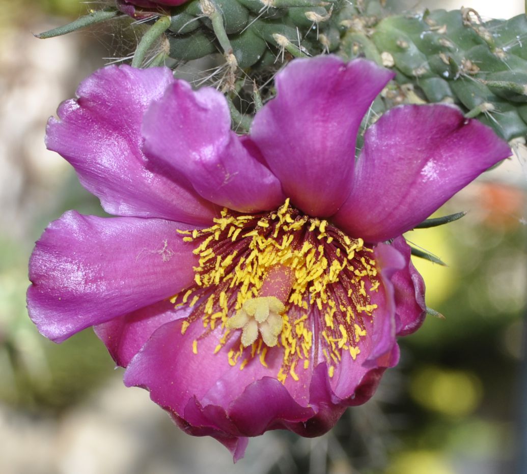 Image of Cylindropuntia imbricata specimen.