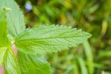 Veronica teucrium