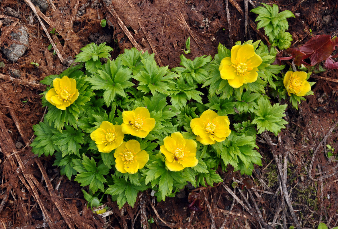 Изображение особи Trollius ranunculinus.