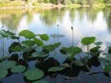 Nelumbo caspica