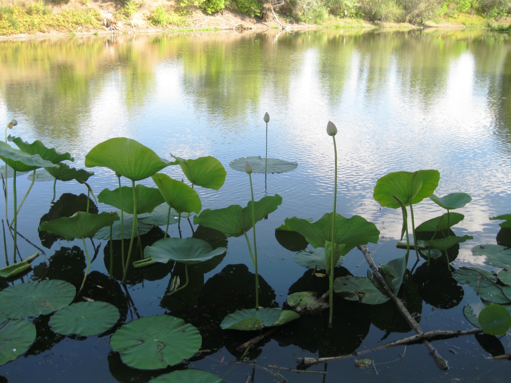 Изображение особи Nelumbo caspica.