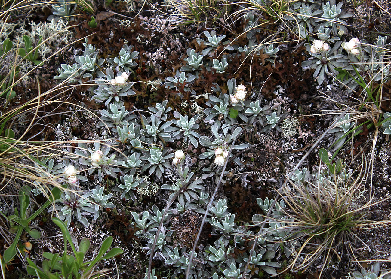 Изображение особи Antennaria caucasica.