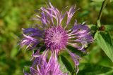 Centaurea phrygia