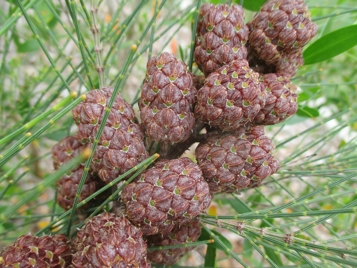 Image of Allocasuarina emuina specimen.