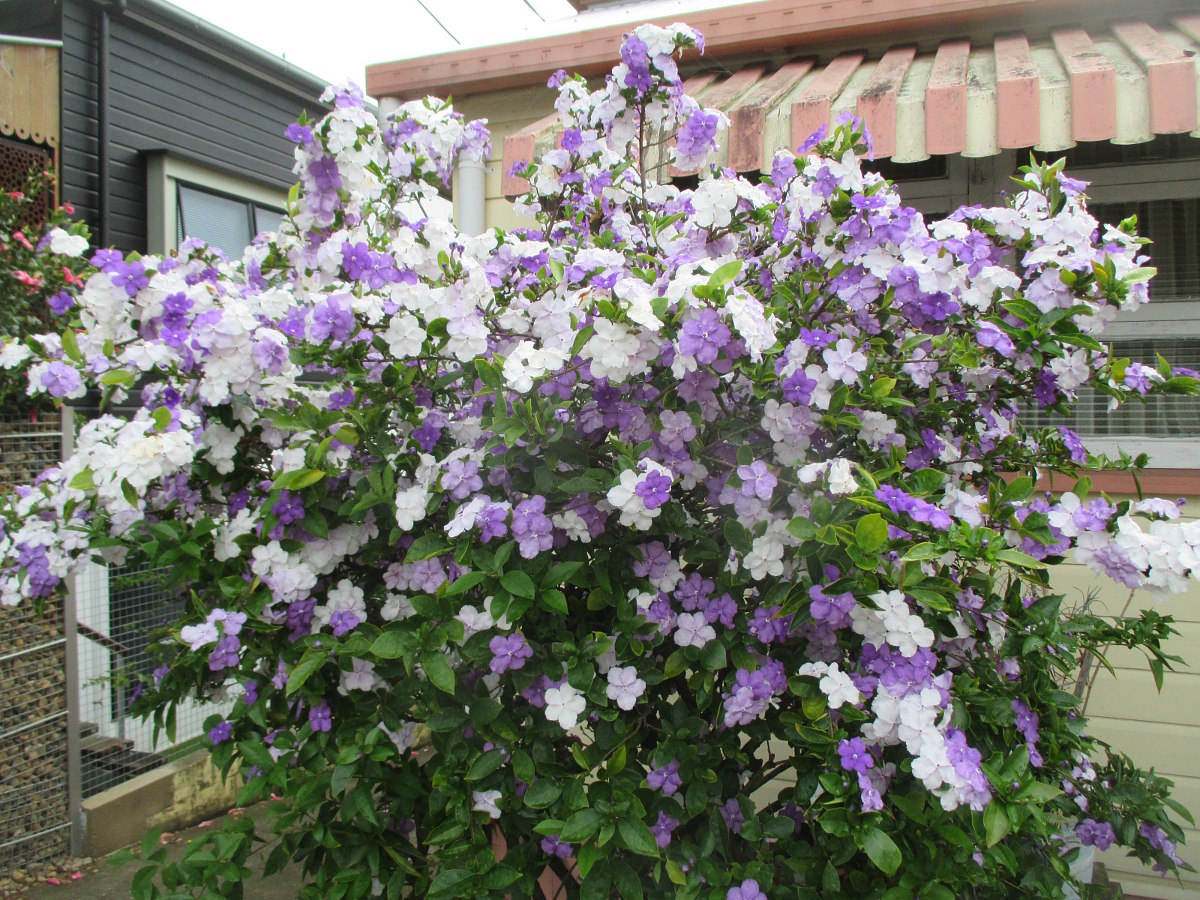 Изображение особи Brunfelsia australis.