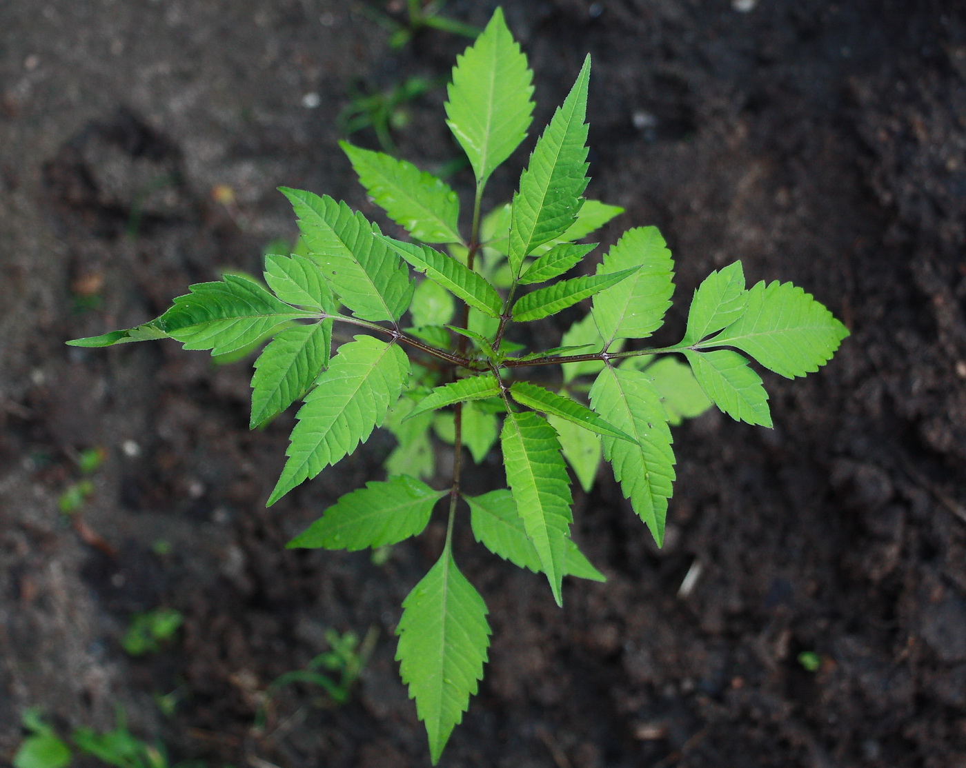 Image of Bidens frondosa specimen.