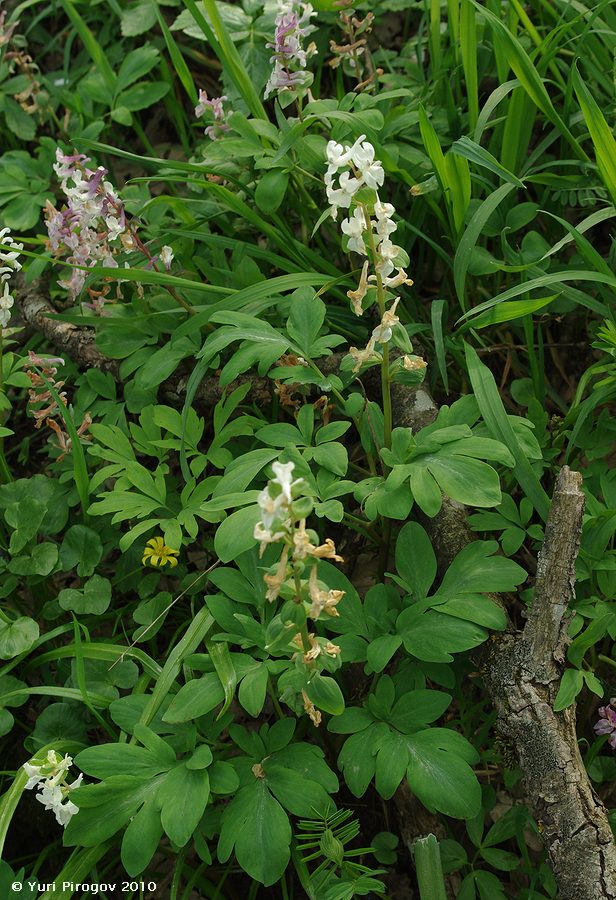 Image of Corydalis marschalliana specimen.