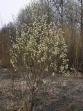 Salix caprea. Цветущее растение. Чувашия, окр. г. Шумерля, пойма р. Паланка. 6 апреля 2008 г.