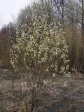 Image of taxon representative. Author is Сергей Апполонов