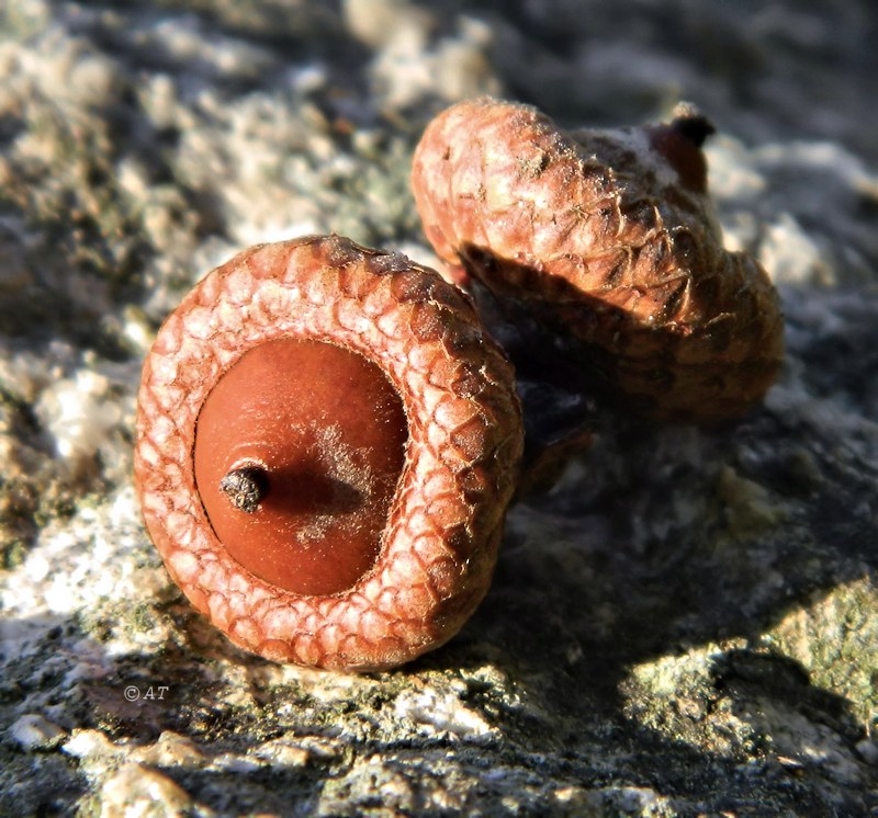 Image of Quercus rubra specimen.