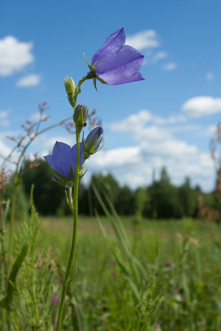 Image of Campanula persicifolia specimen.