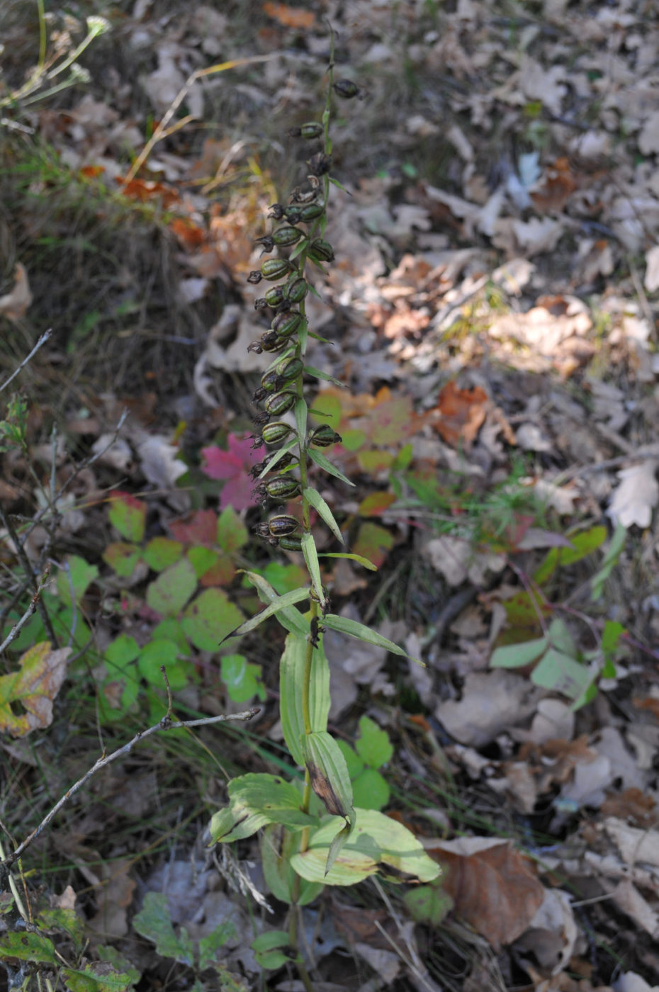 Изображение особи Epipactis helleborine.