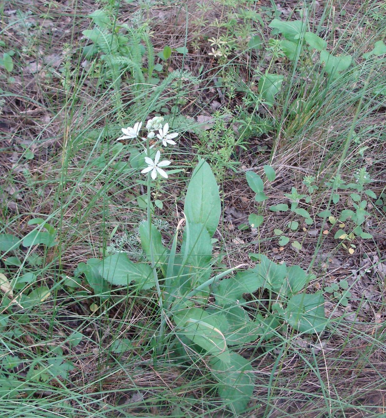 Изображение особи Ornithogalum fischerianum.