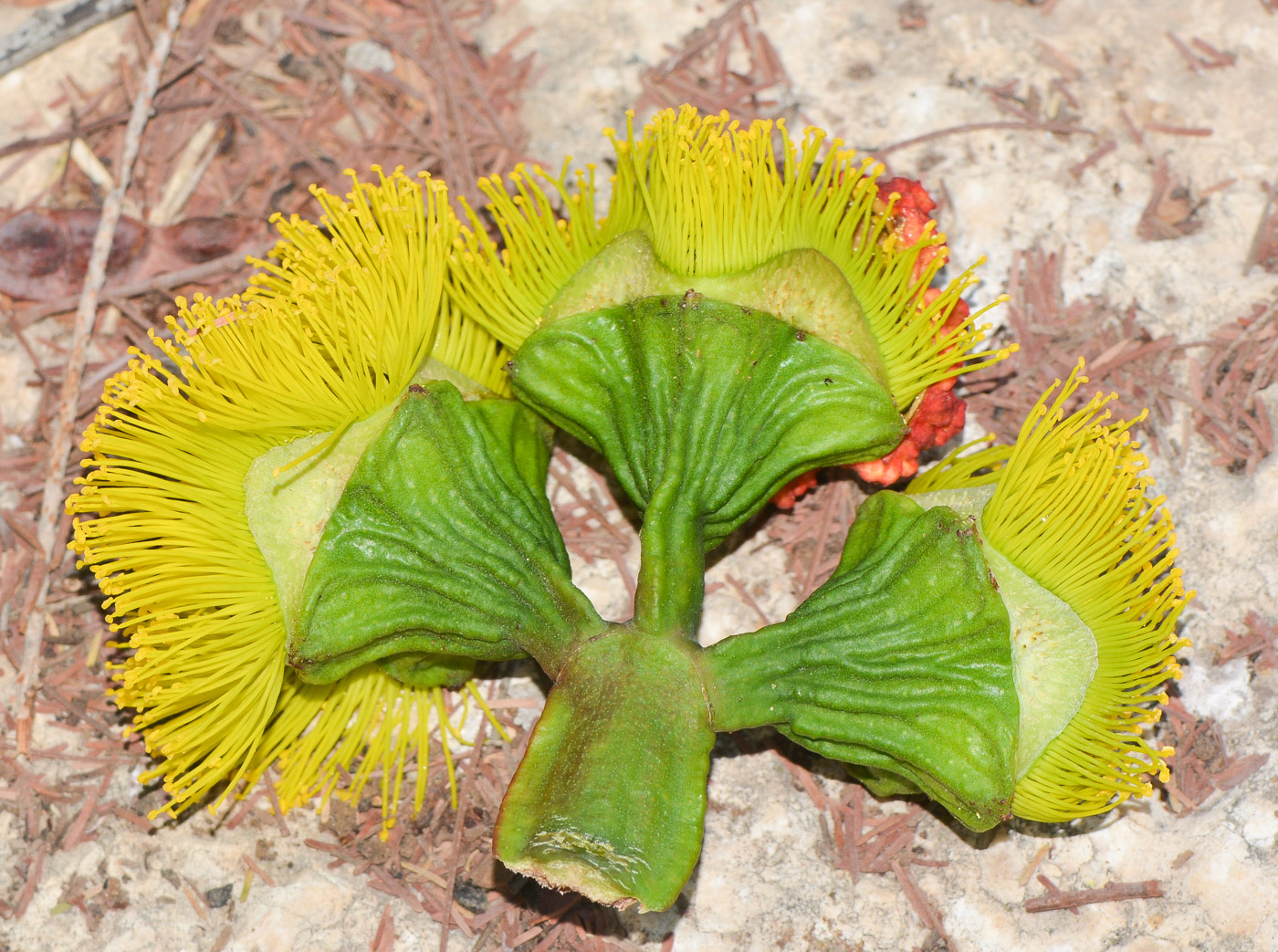 Изображение особи Eucalyptus erythrocorys.