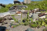 Cakile lapponica. Цветущее растение в сообществе с Honckenya oblongifolia. Мурманская обл., Кольский р-н, побережье Подпахтинской губы, валунно-песчаный пляж близ границы с приморским лугом. 01.08.2017.