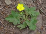 Ranunculus constantinopolitanus