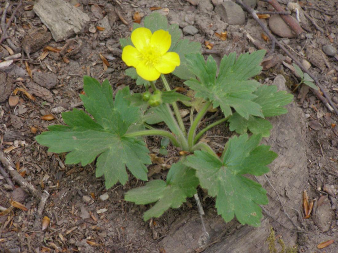 Изображение особи Ranunculus constantinopolitanus.