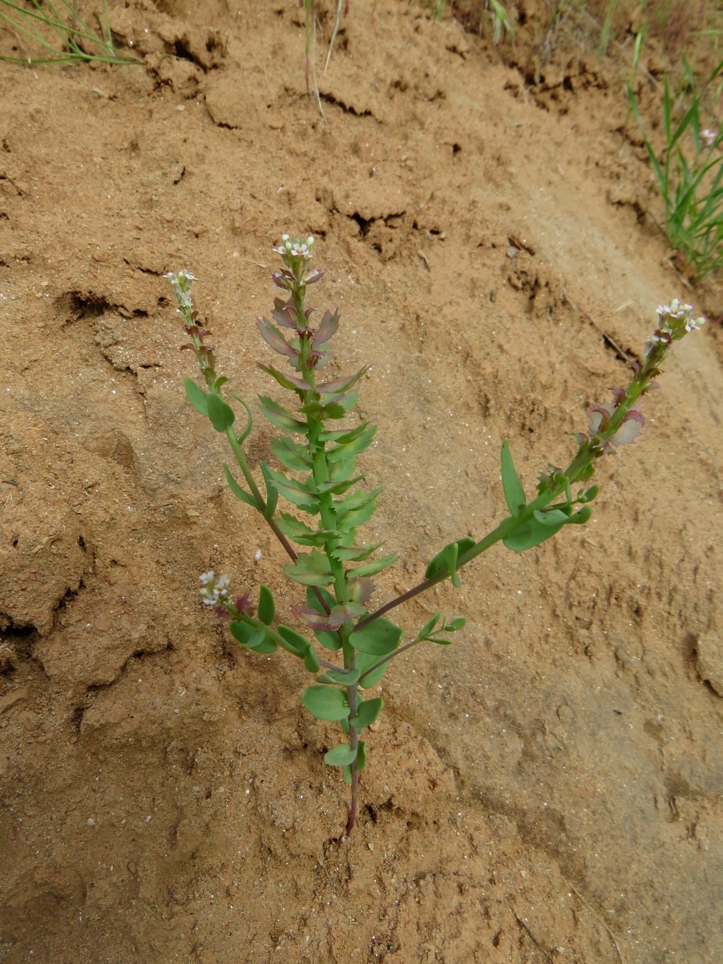 Изображение особи Aethionema carneum.