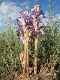 Orobanche amoena. Цветущее растение. Казахстан, Южное Прибалхашье, южная кромка пустыни Таукум. 25 мая 2017 г.