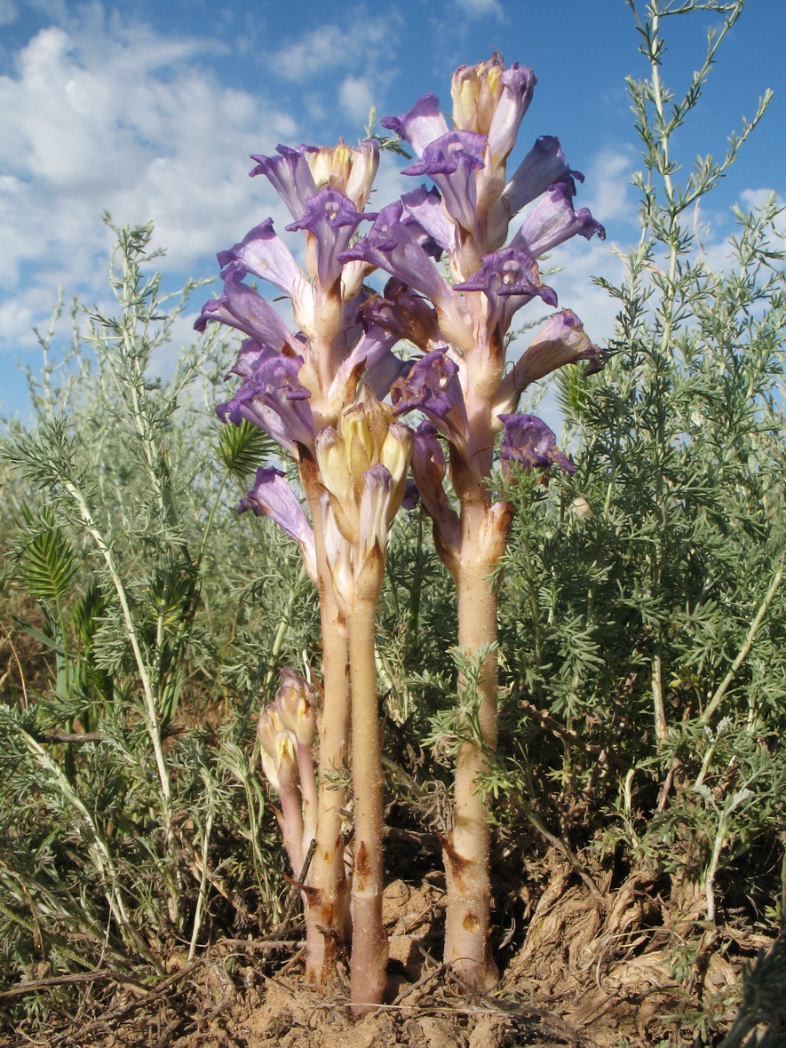 Image of Orobanche amoena specimen.