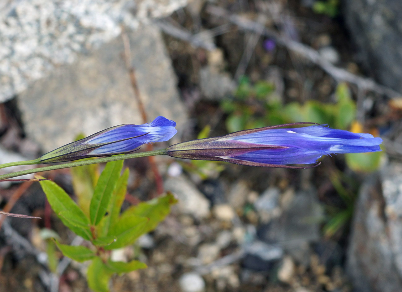 Image of Gentianopsis barbata specimen.