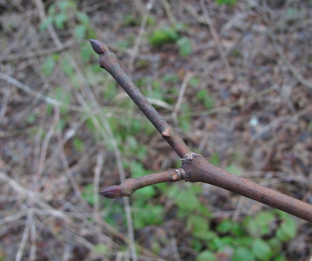 Image of Staphylea pinnata specimen.