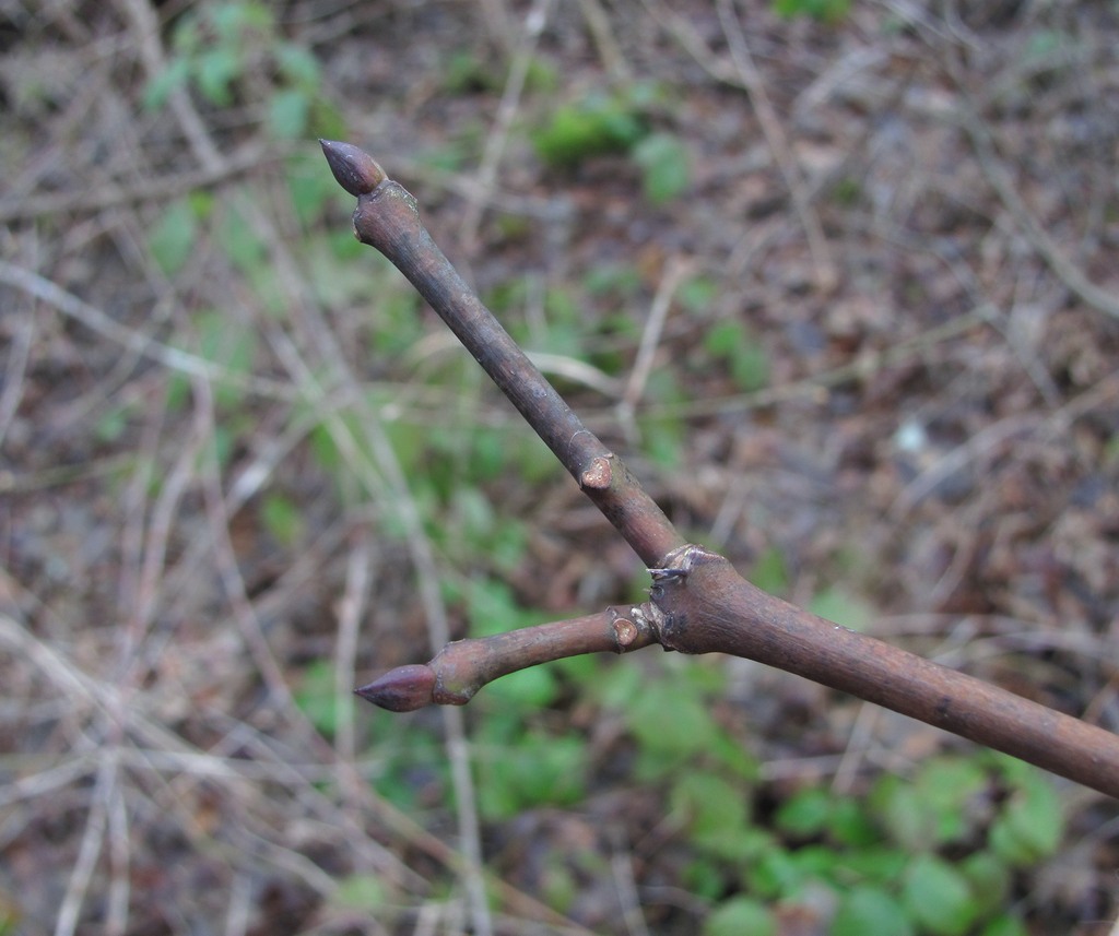 Изображение особи Staphylea pinnata.