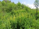 Thermopsis dolichocarpa. Аспект цветущих растений в шибляке. Таджикистан, Гиссарский хребет, бас. р. Варзоб, ущелье р. Кондара, выположенный участок южного склона. 26.04.2017.