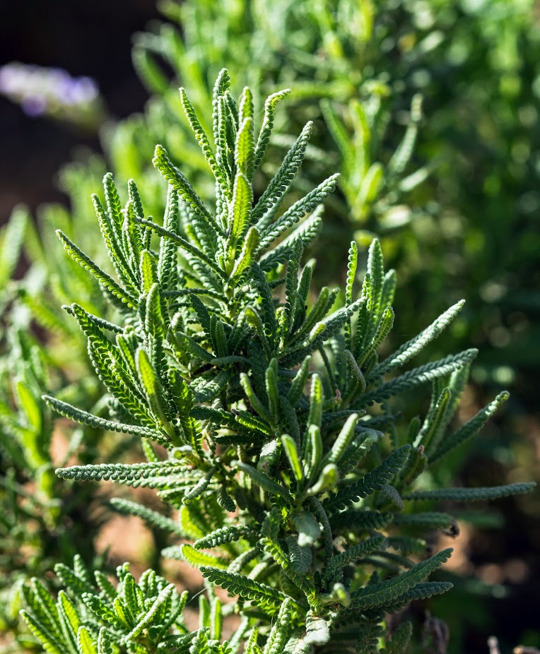 Image of Lavandula dentata specimen.