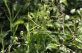 Clematis vitalba