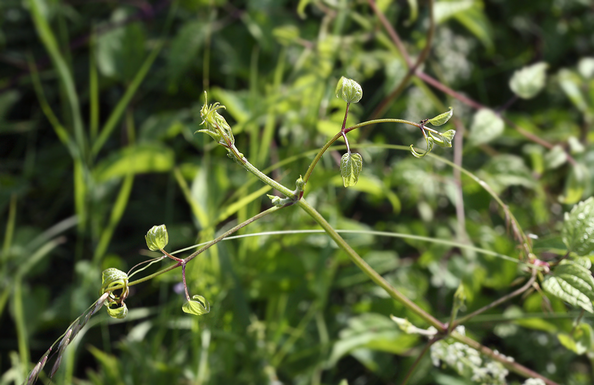 Image of Clematis vitalba specimen.