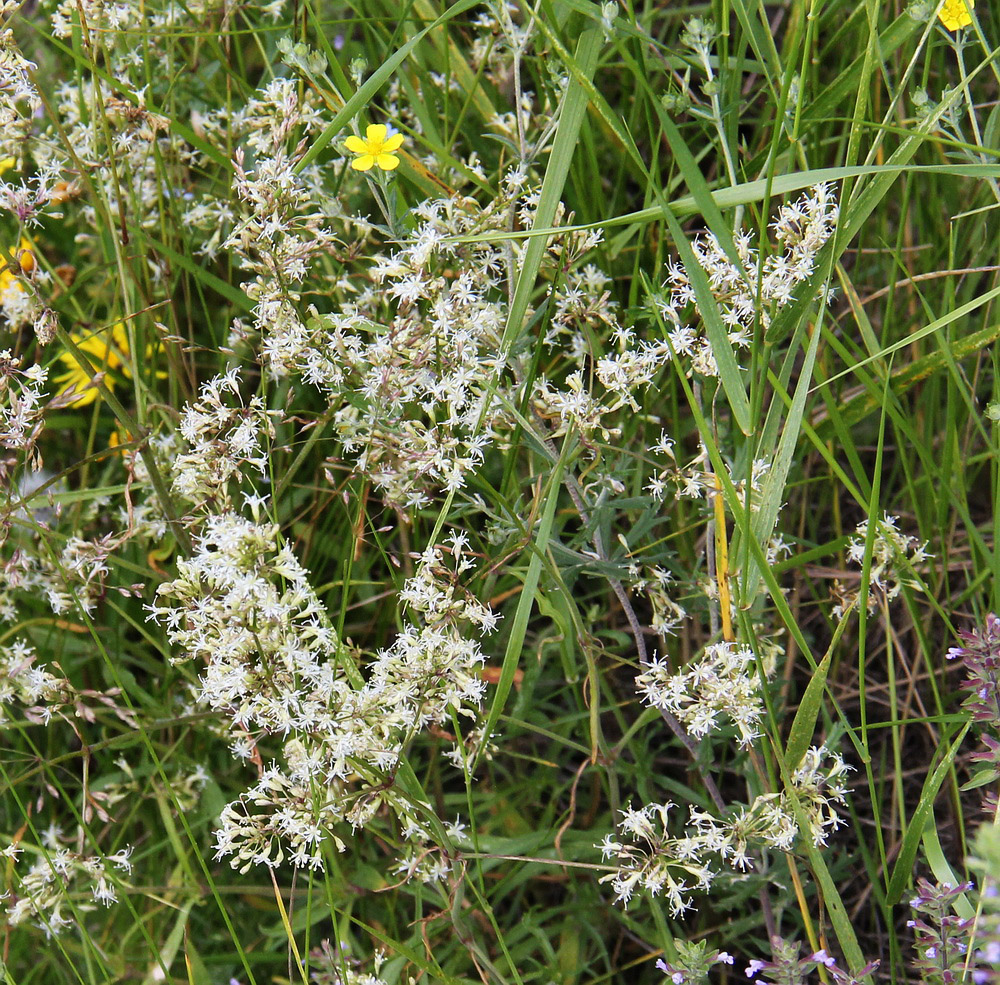 Image of Silene klokovii specimen.