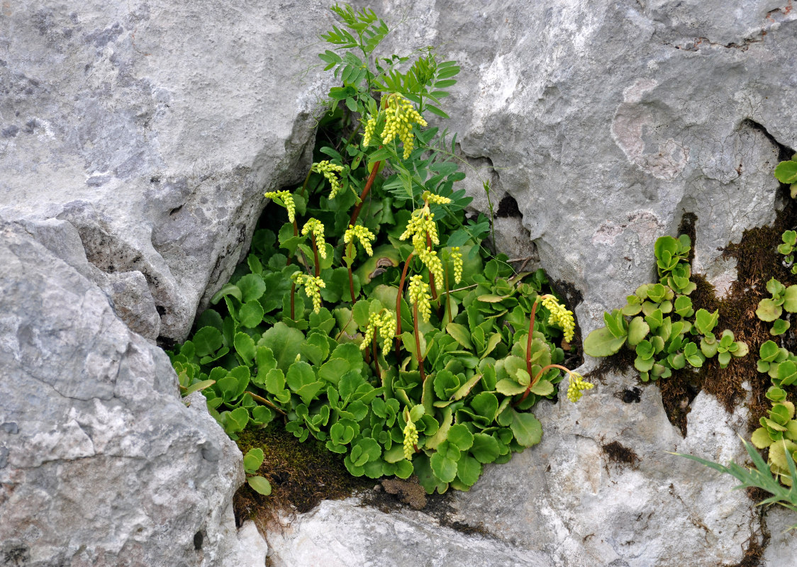 Image of Chiastophyllum oppositifolium specimen.