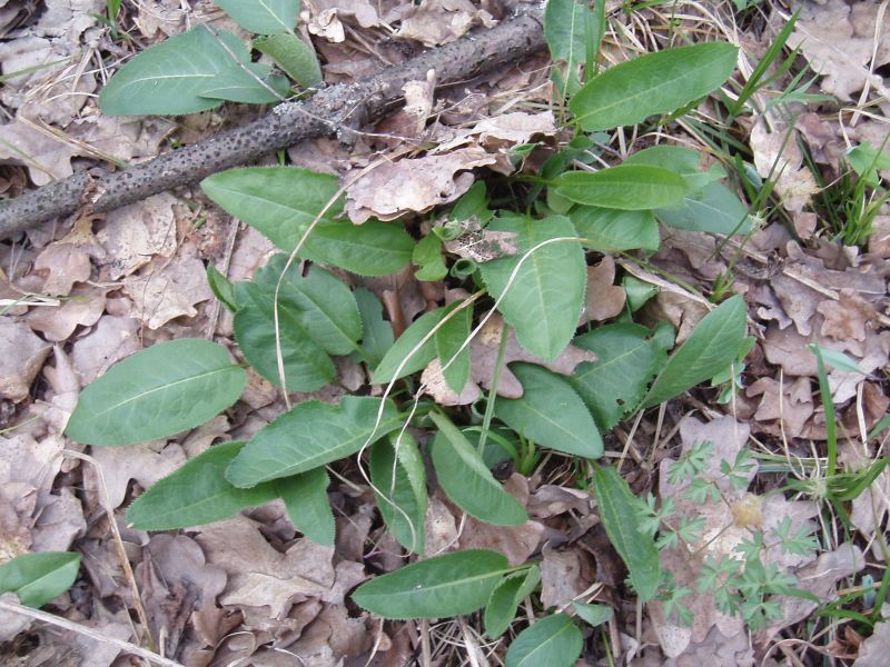 Image of Serratula tinctoria specimen.