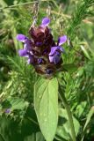 Prunella vulgaris