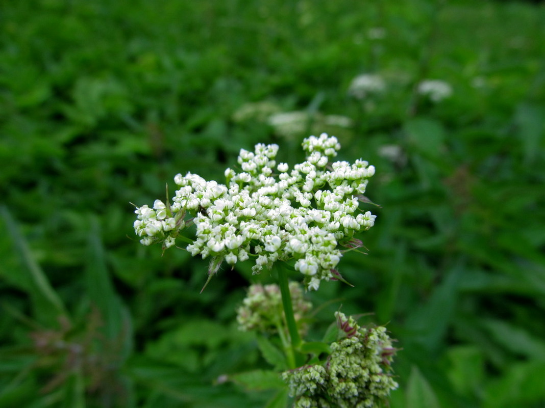 Image of Chaerophyllum aromaticum specimen.