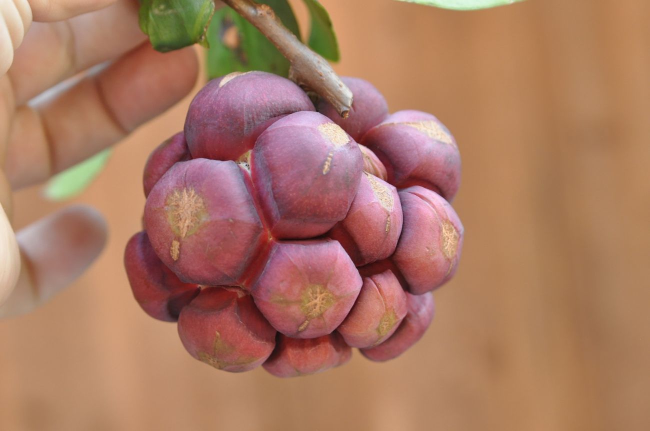 Image of Kadsura coccinea specimen.